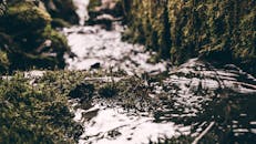 溪流宁静地流过郁郁葱葱的苔藓，捕捉到自然环境的宁静精髓