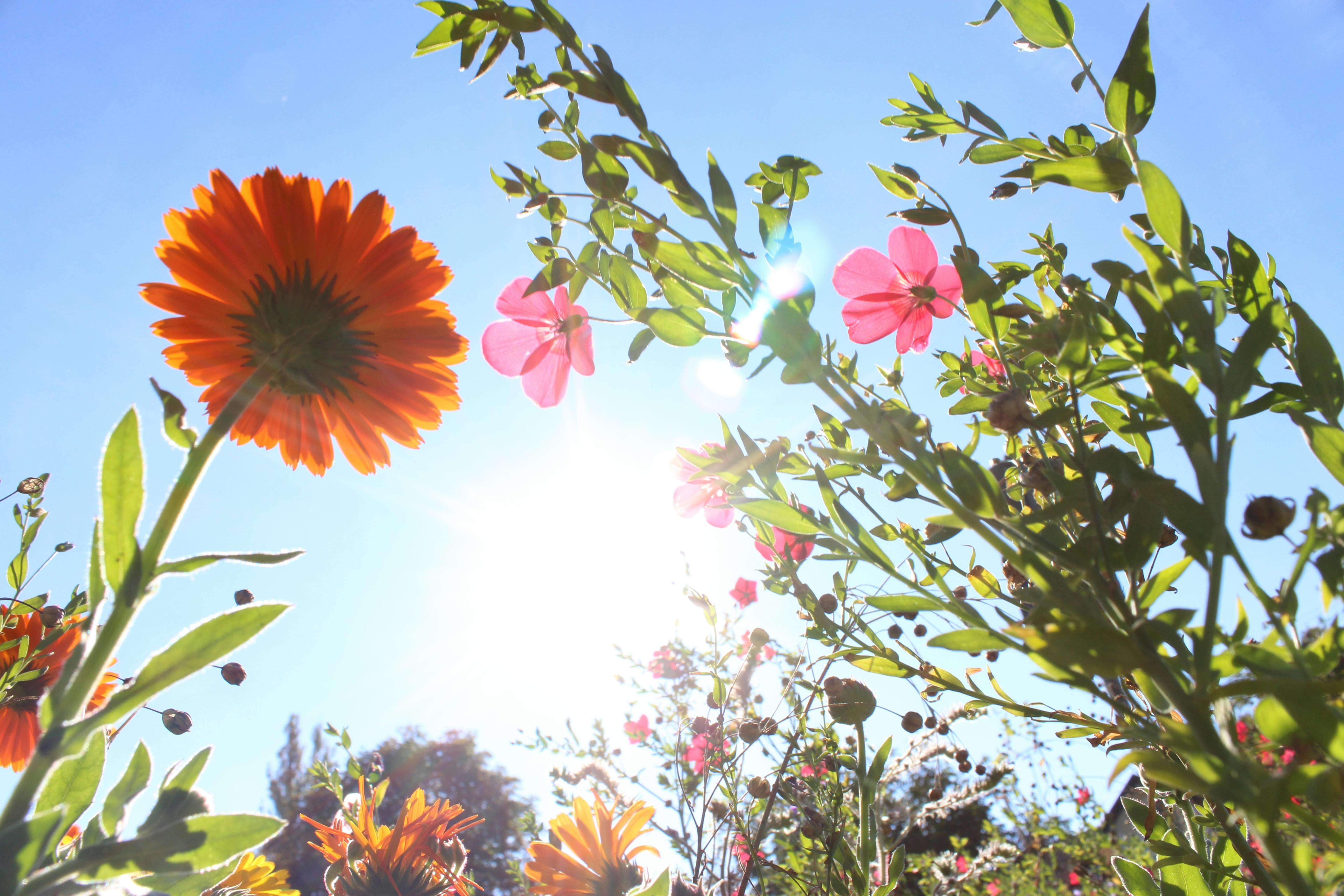 Free Stock Photo Of Blumen Blumenwiese Bunt