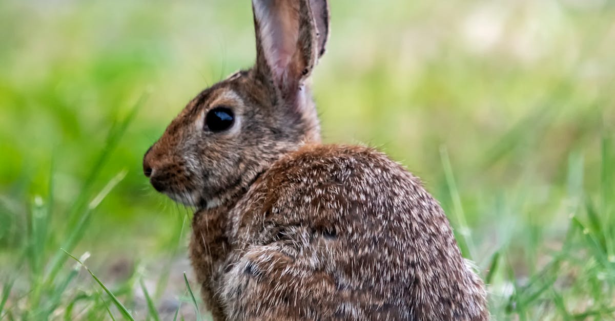 Se atașează iepurii de stăpânii lor?