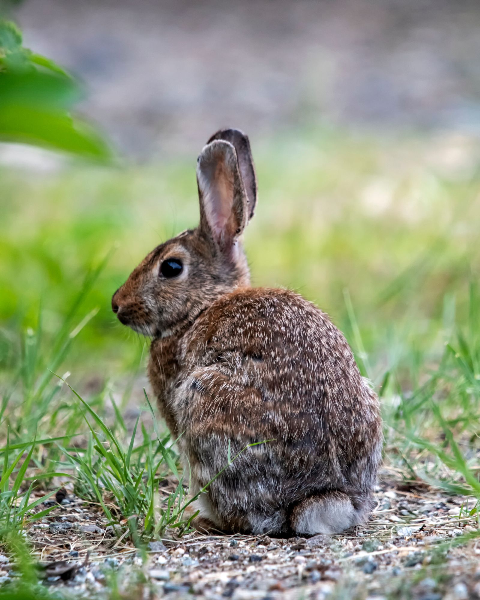 3,000+张最精彩的“Rabbit”图片 · 100%免费下载 · Pexels素材图片