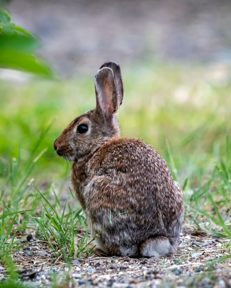 A brown hare sitting in green grass, representing Sungura the clever hare from Kenyan folk tales