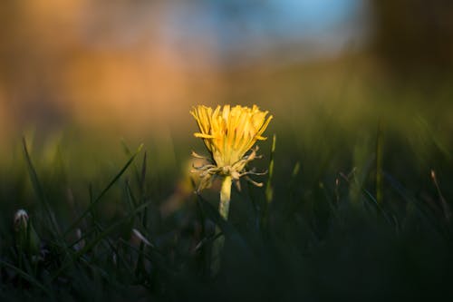 Free stock photo of flower, golden hour, grass