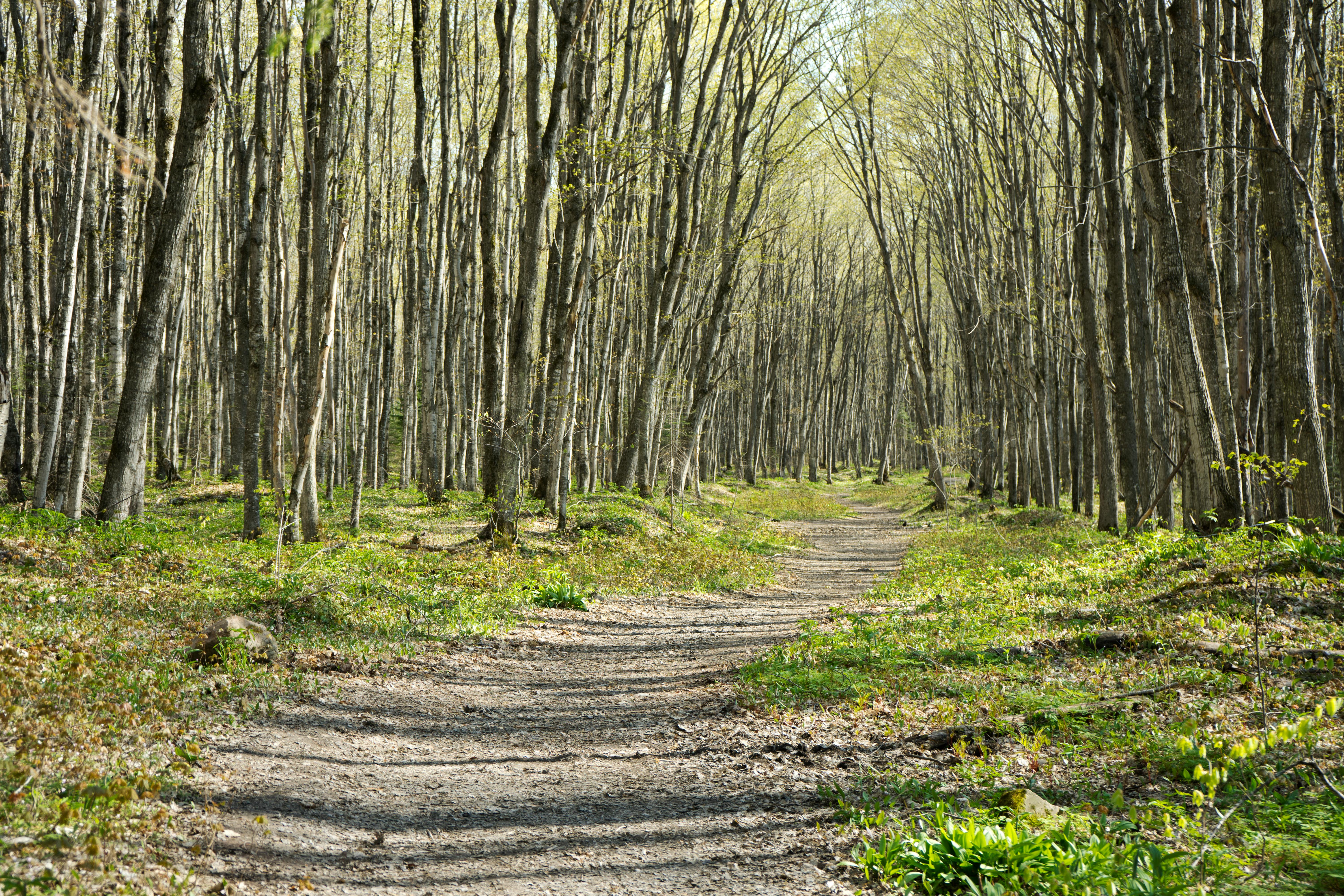 Slatted Wood Pathway Between Trees · Free Stock Photo