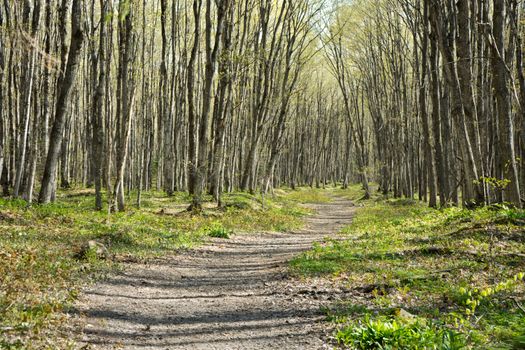 upper peninsula forest