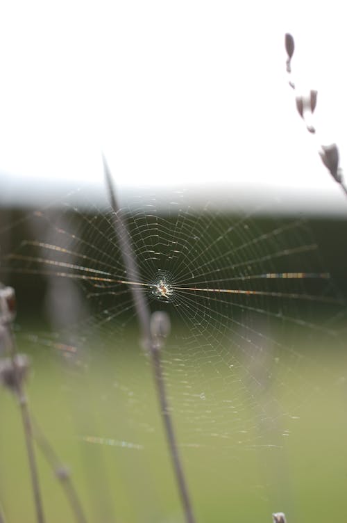 Základová fotografie zdarma na téma detail, makro, pavoučí síť