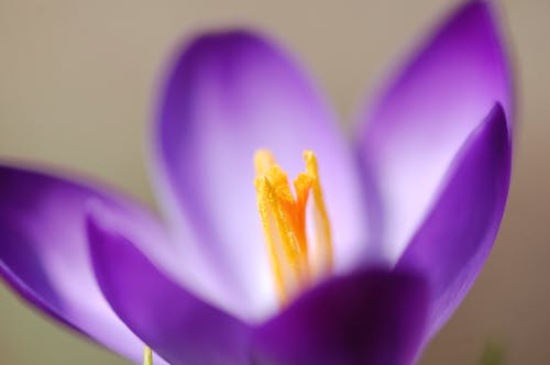 Darmowe zdjęcie z galerii z fioletowy, kwiat, makro