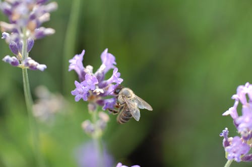 Fotos de stock gratuitas de abeja, animal, de cerca