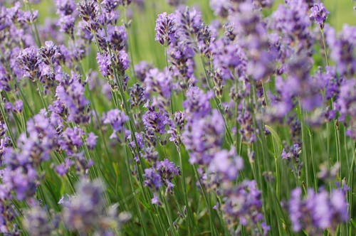 Darmowe zdjęcie z galerii z fioletowy, kwiaty, lavendel