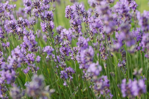 Fotos de stock gratuitas de flores, jardín, lavanda