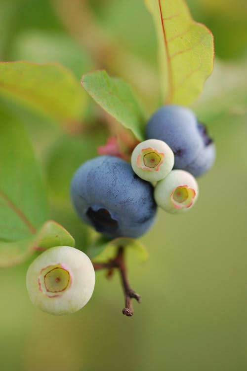 Fotos de stock gratuitas de arándano azul, arándanos azules, azul