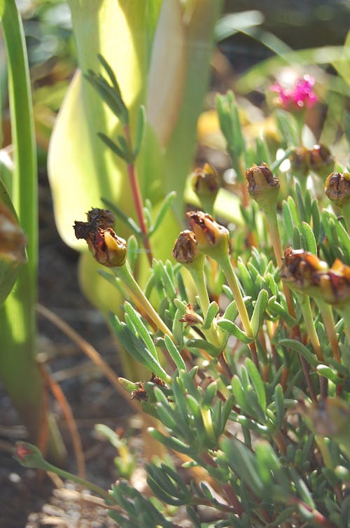 Fotos de stock gratuitas de efecto desenfocado, flores, jardín