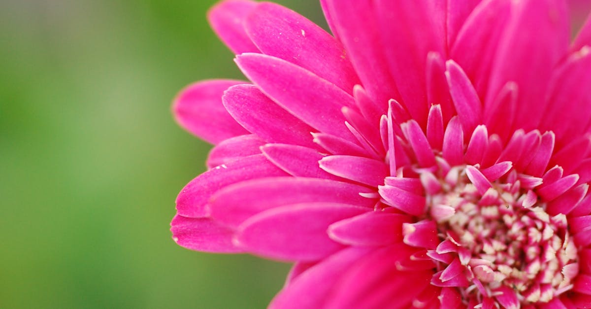 Free stock photo of blur, close up, flower