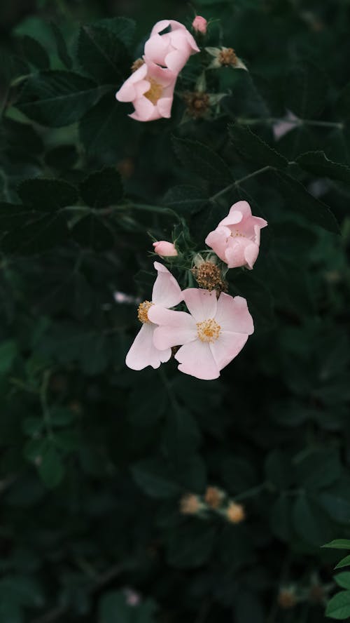 A pink flower with green leaves in the background