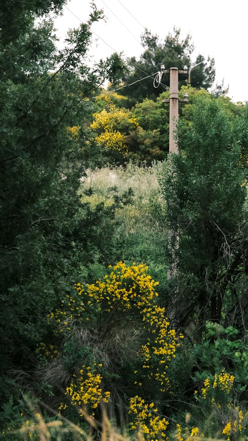 A telephone pole and some yellow flowers in the woods