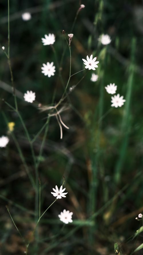 Free Close-up of delicate white wildflowers in a lush green meadow, captured with soft focus for a serene nature scene. Stock Photo