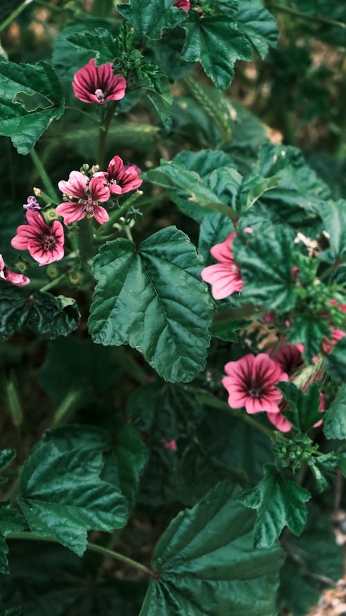 A plant with pink flowers and green leaves