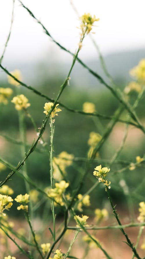 A close up of yellow flowers on a plant