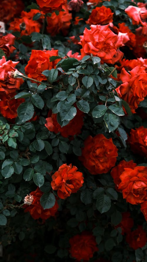 A close up of red roses on a bush