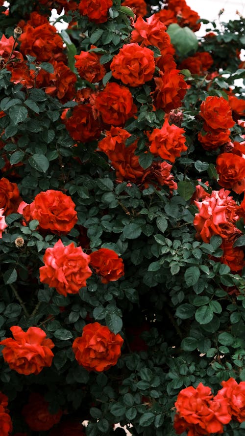 A bush with red roses in the middle of a green field