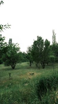 Tranquil rural landscape with lush greenery and scattered trees under a bright sky.