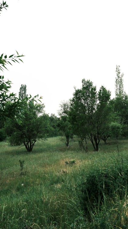 A field with trees and grass in the background