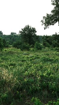 A tranquil rural scene featuring a lush green meadow with trees under a clear sky.