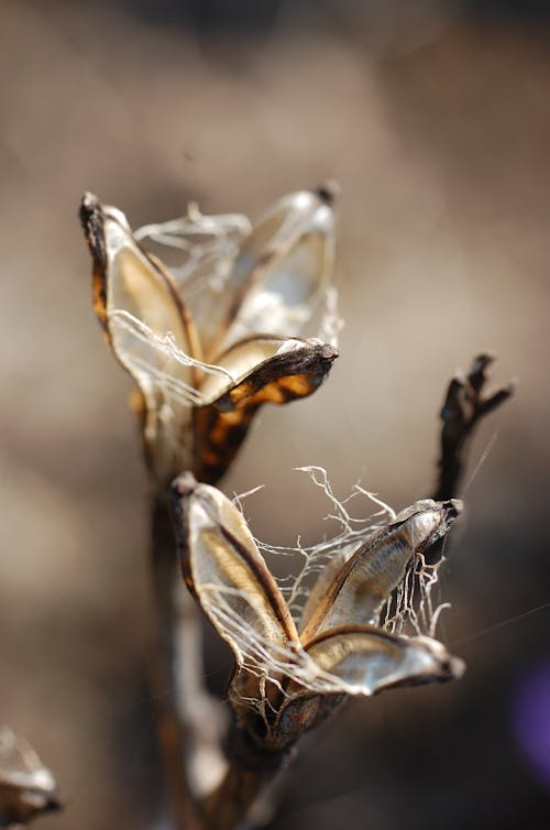 Základová fotografie zdarma na téma detail, hnědá, kreativní