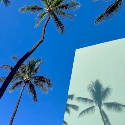 Palm Trees Under Blue Sky