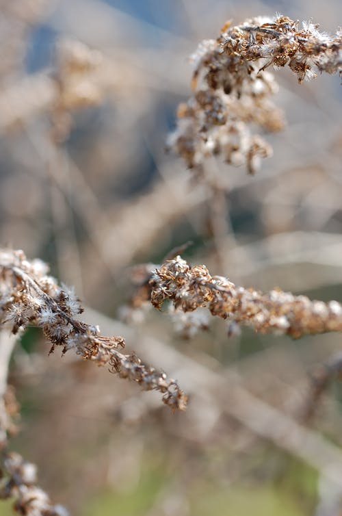 Základová fotografie zdarma na téma detail, hnědá, makro