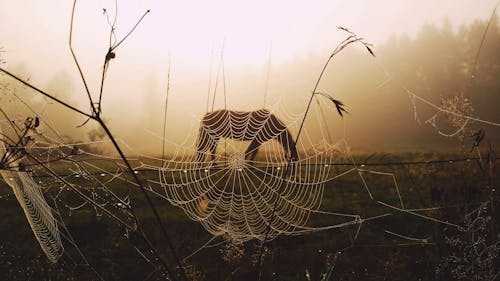 Free stock photo of early morning, foggy, foggy morning