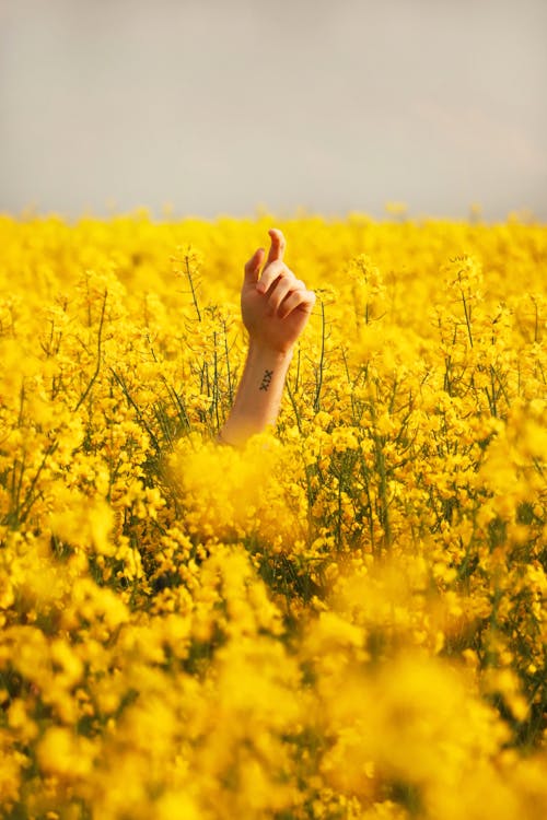黄色の花びらの花畑の間の人間の手