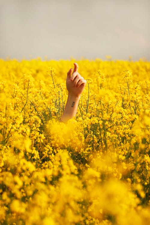 Человеческая рука между желтыми лепестками цветочного поля