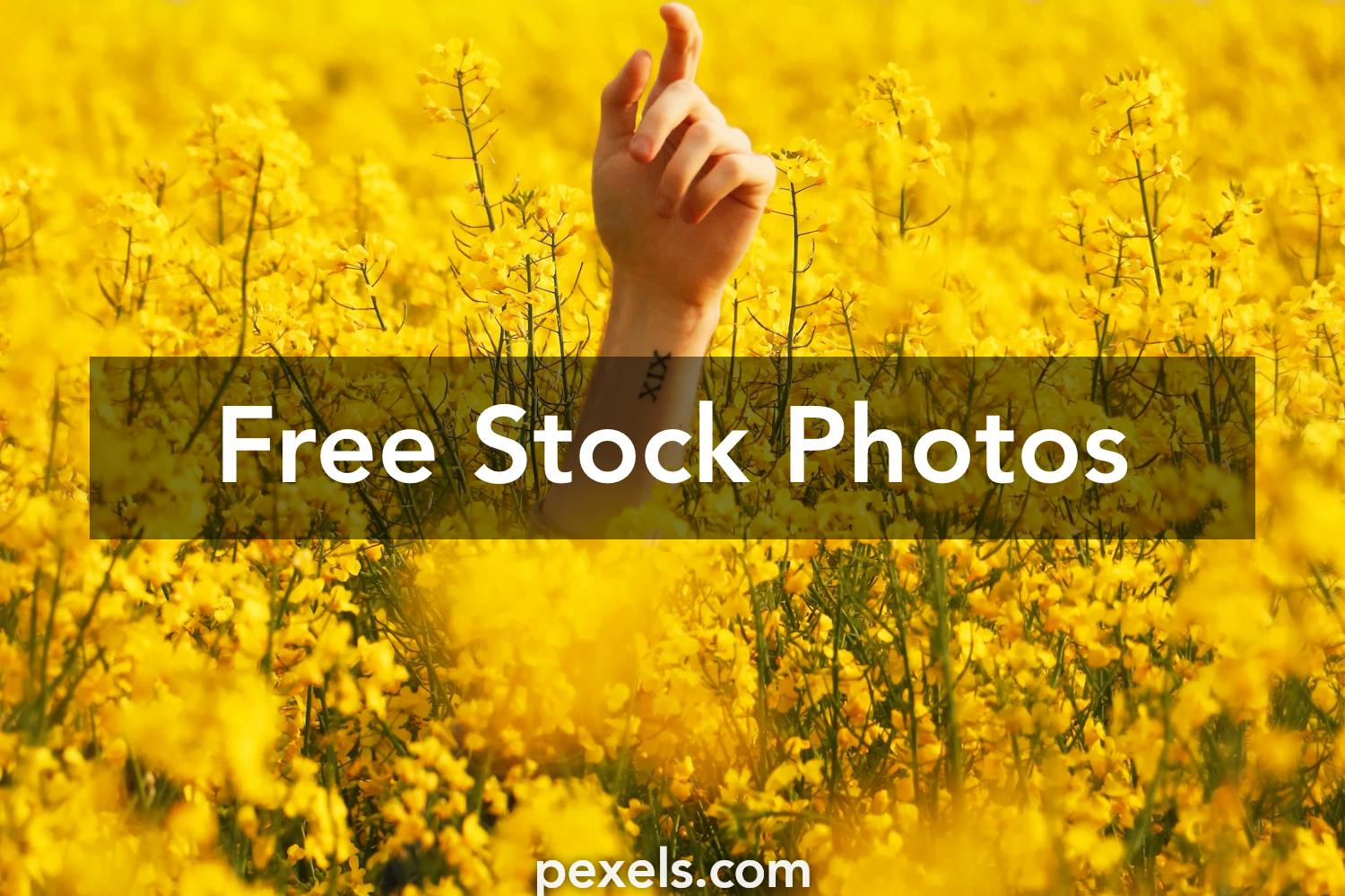 1000+ Interesting Cropping Photos Pexels · Free Stock Photos