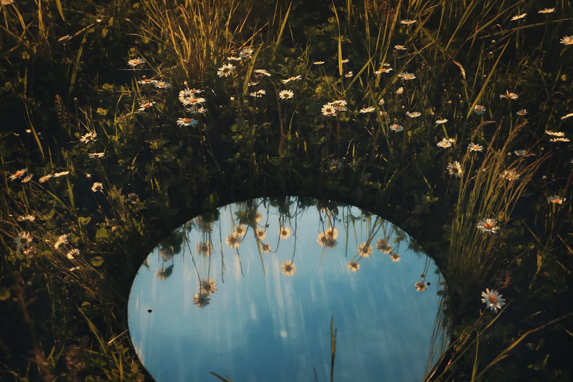 Free Round mirror on a field of daisies Stock Photo