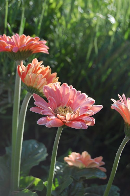 免費 粉色非洲菊鮮花 圖庫相片