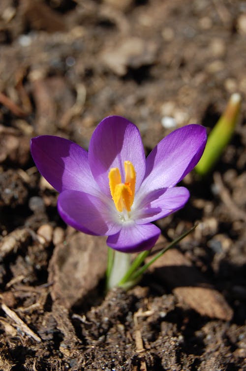 Základová fotografie zdarma na téma fialová, hnědá, krokus