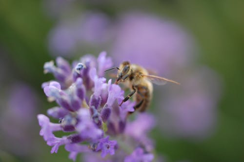Imagine de stoc gratuită din a închide, albină, floare