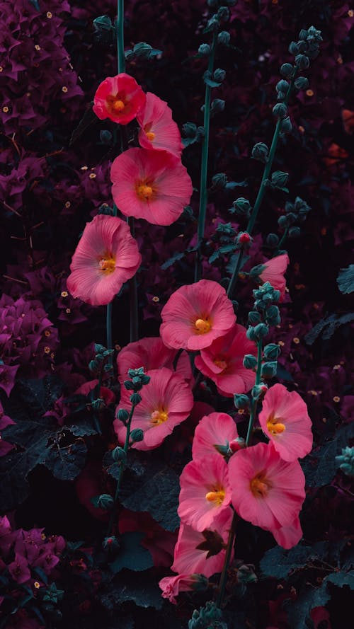 Pink flowers in a dark background with purple leaves