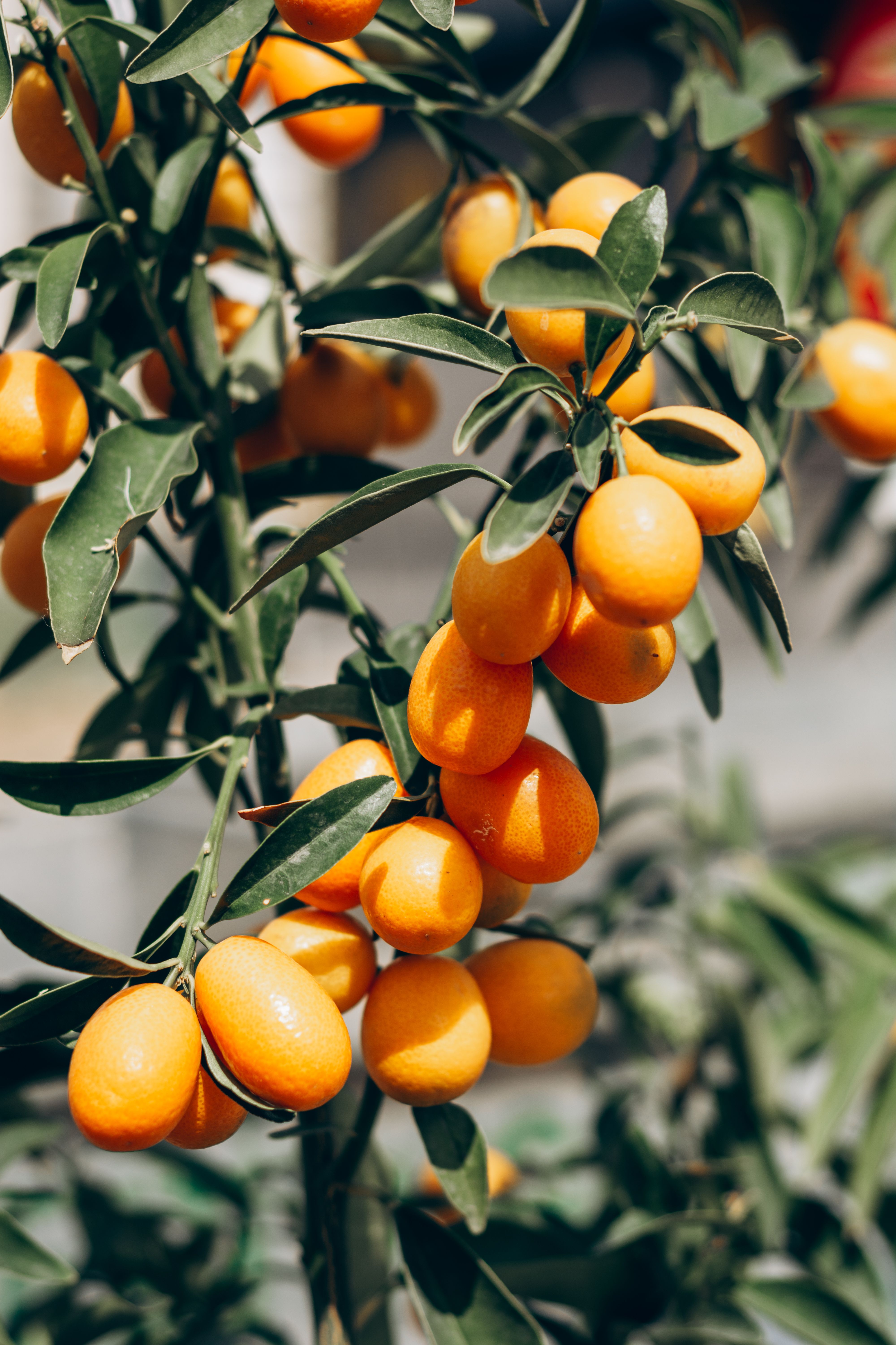 Kumquat