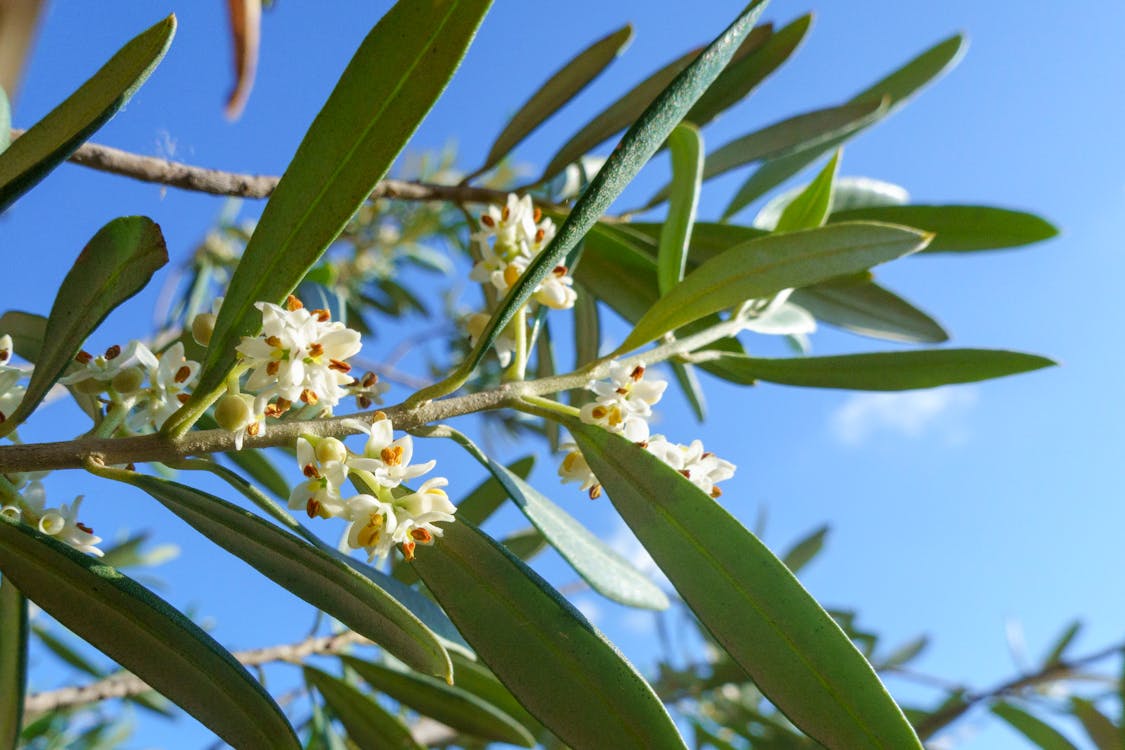 fiori di ulivo