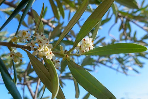 fiori di ulivo