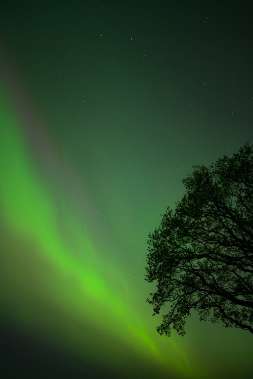 Gratis lagerfoto af aurora borealis, grønt lys, lodret skud