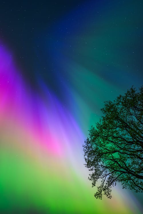 Aurora borealis over a tree in the sky