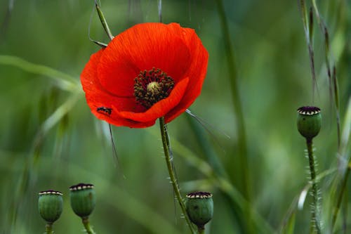 Foto d'estoc gratuïta de de prop, molla, natura