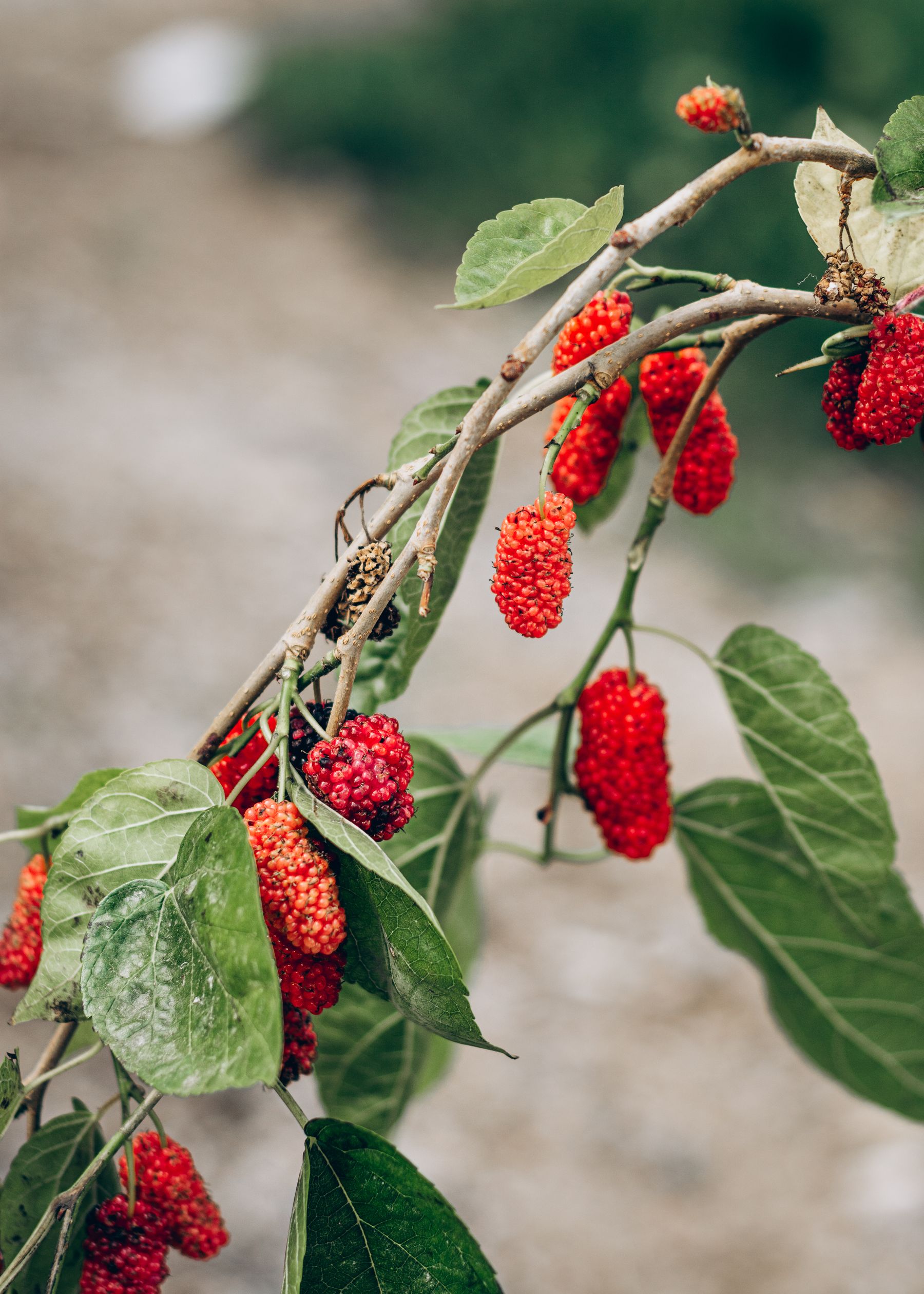 Red mulberries hanging from a leafy branch