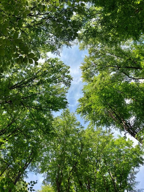 Free Looking up at a vibrant forest canopy with sunlight filtering through green leaves and clear blue sky. Stock Photo