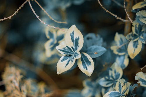 Photos gratuites de feuille, feuilles, macro