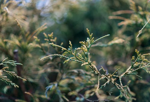 Groene Doorbladerde Plant