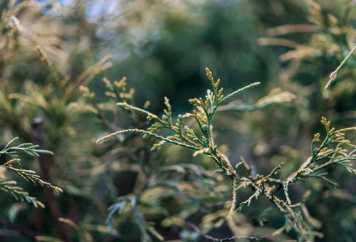 Free A macro shot of green cedar branches showcasing detailed foliage in a natural outdoor setting. Stock Photo