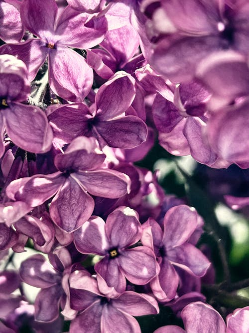 A close up of purple flowers in a garden